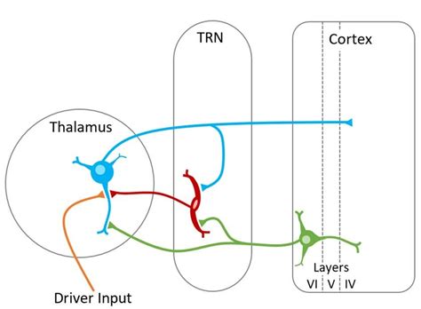 The Basic Neuronal Network Common To All Thalamic Nuclei Each Of The Download Scientific