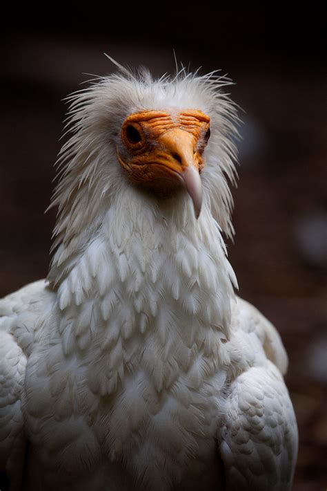 All Sizes Egyptian Vulture Flickr Photo Sharing