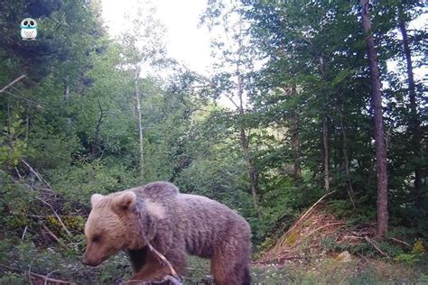 Boludaki Yaban Hayat Fotokapana Tak Ld Gazete Durum