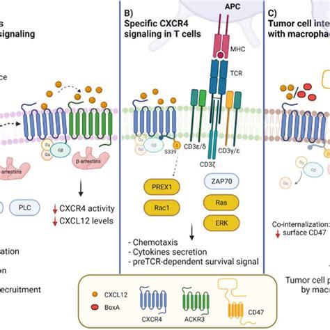 Cxcl12 Induces The Internalization Of The Cxcr4 Cd47 Complex Cxcr4 And