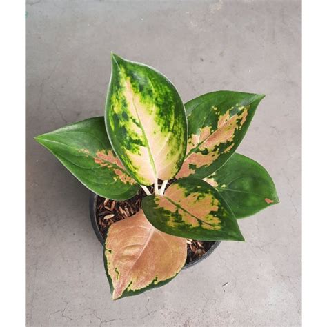 Jual Aglaonema Aglonema Sultan Brunei Shopee Indonesia