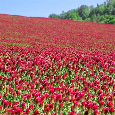 Amazon Crimson Clover Seeds Lb Bulk Seeds Legume