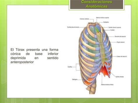 Protocolo De Traumatismo Toracico Hospitalario Ppt Descarga Gratuita