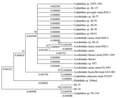 Phylogenetic Relationships Of Different Nematode Species With Sk 20 And