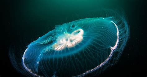 Translucent Photo Contest - ViewBug.com