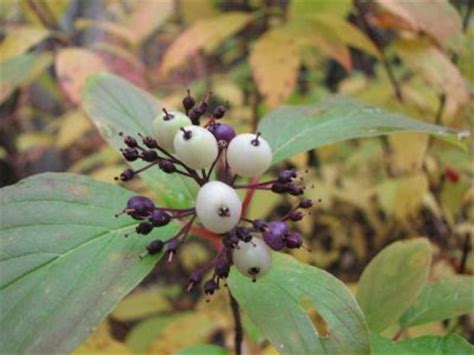 Red Osier Dogwood Berries Edible