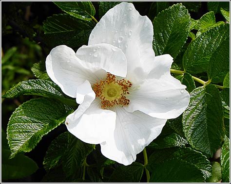 White Wild Rose Wild Roses Also Known As Species Roses Flickr