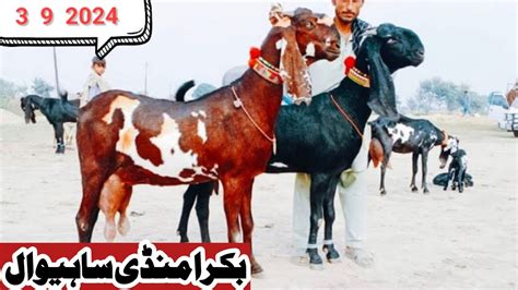 Bakra Mandi Sahiwal Ki New Update Top Class Ki Bacho Wali Bakriya Or