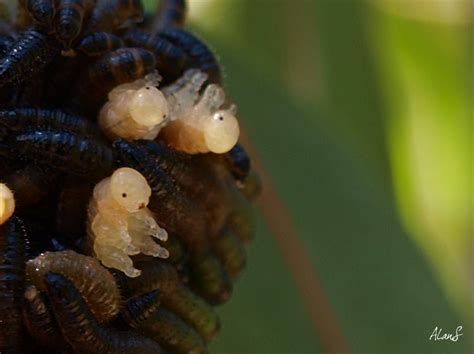 Eucalypt Habitat: Sawfly Larvae