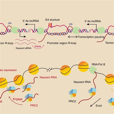 Chromatin Associated Nascent Rnas In Transcriptional Regulation A