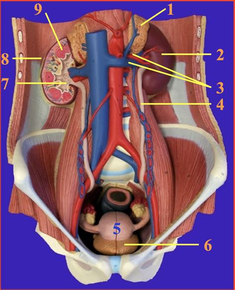 Urinary Torso Diagram Quizlet