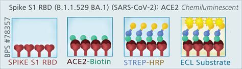 Spike S1 RBD B 1 1 529 BA 1 Omicron Variant SARS CoV 2 ACE2