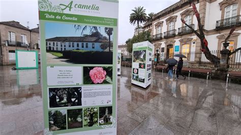 Pontevedra Descubre Los Secretos Y Curiosidades Que Rodean A Las Camelias