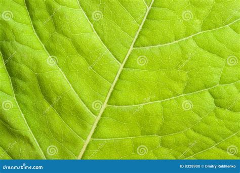 Cierre Verde De La Hoja Para Arriba Foto De Archivo Imagen De Vena