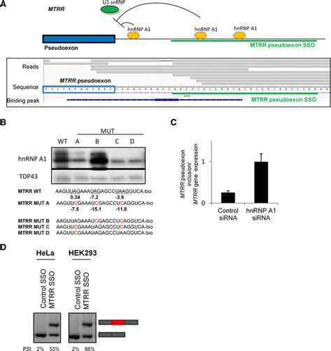 SSOs Targeting HnRNP A1 Binding Sites Downstream Of The MTRR Pseudoexon