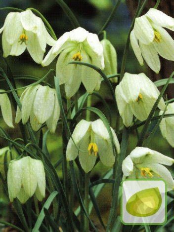 Szachownica Fritillaria Meleagris Alba Sklep Cebule Pl