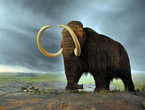 Explore The Cutest Extinct Animal That Used To Roam The Earth