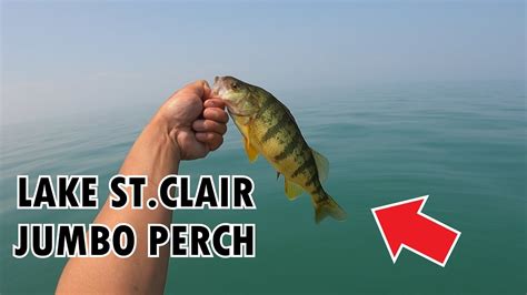 JUMBO PERCH Jigging On Lake St Clair Lake St Clair Fishing YouTube