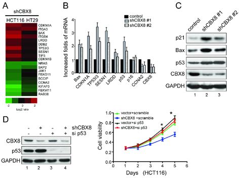 The Cell Proliferation Inhibition After Cbx Knockdown Was Mostly