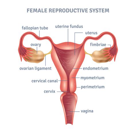 Human Reproductive System Diagram For Kids