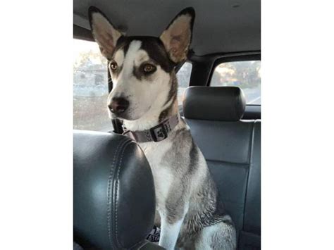 Siberian Husky/Great Dane mix puppy Roswell - Puppies for Sale Near Me