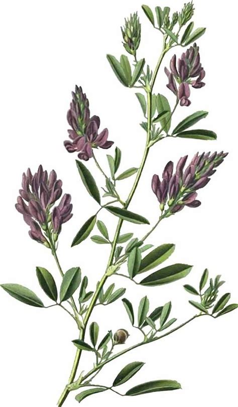 Items Similar To Alfalfa Vintage Plant Illustration Vector Image File