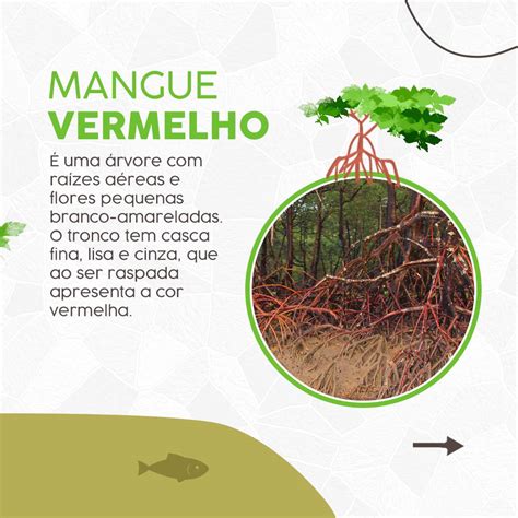 Tipos De Mangue Vereador Breno Garibalde Behance