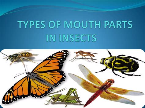 Insect Mouth Parts Pptx
