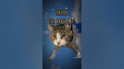 Skippy The Space Cat 👾🚀😍 Cat Cats Catlover Youtube