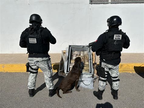 Decomisa Guardia Nacional Paquetes De Marihuana En Chihuahua