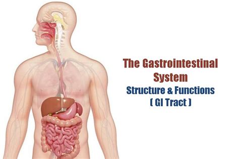 Gastrointestinal System: Structure and Functions of GI Tract | Getcured ...