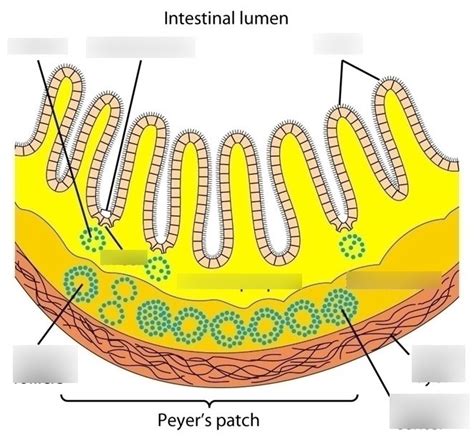 Labeling the Peyer's patch: Immuno exam #1 Diagram | Quizlet