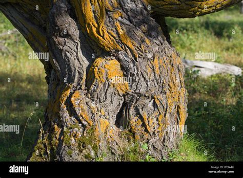 Willow Tree Bark Hi Res Stock Photography And Images Alamy