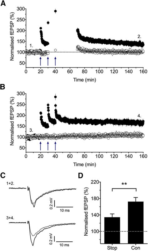 Calcium Permeable Ampa Receptors Mediate The Induction Of The Protein