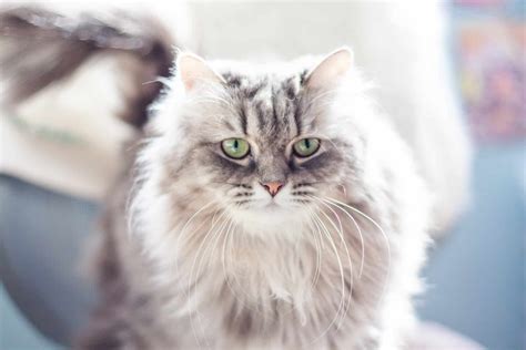 Everything You Want To Know Before Adopting A Siberian Cat