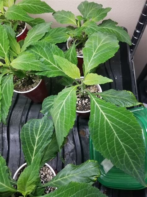 Salvia Divinorum Plant (Free Shipping!) - RareShrub.com