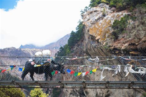 Donkey In Nepal Stock Photos Pictures And Royalty Free Images Istock