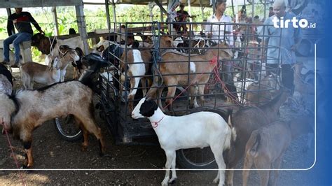 Daftar Harga Kambing Kurban 2024 Kriteria Dan Tips Memilihnya