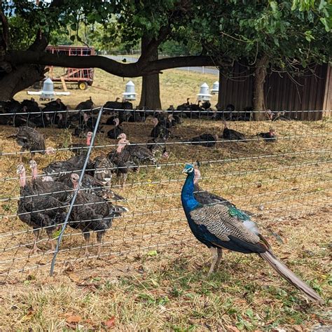 A better bird for a better Thanksgiving — AyrshireFarm.com