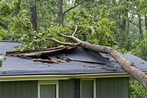 understanding roof damage  trees  close   close
