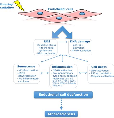 Molecular Mechanisms Responsible For Radiation Induced Endothelial Cell