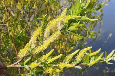 Salix Spp Fioritura Mellifera Per Api E Farfalle