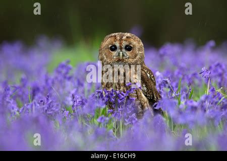 Chouette Hulotte Strix Aluco Enr En Vol Vol Chasse De Battre Ses