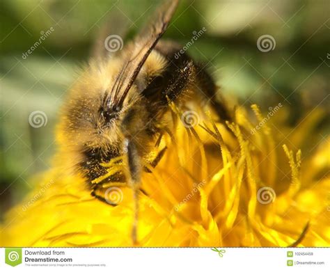 Busy Bees Stock Image Image Of Bees Busy Pollen Background 102454459