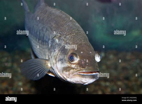 Largemouth Bass Underwater Stock Photo Alamy