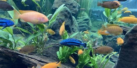 Lake Malawi Cichlids Palo Alto Junior Museum And Zoo