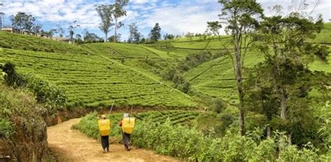 Quando Andare In Sri Lanka Clima E Periodo Migliore Turisanda