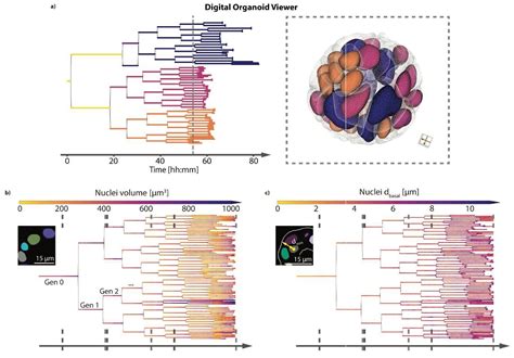 Multiscale Light Sheet Organoid Imaging Framework Prelights