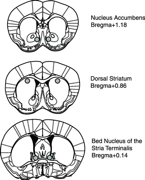 Nucleus Accumbens Basal Ganglia