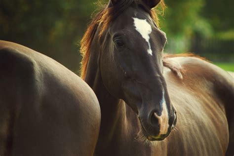 Cute Horse Wallpapers ·① WallpaperTag